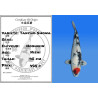 Koi Japan Nisai Tancho Showa kweker Hoshikin 45 cm