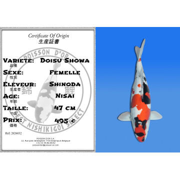 Koi Japan Nisai Doitsu Showa Vrouw kweker Shinoda 47 cm