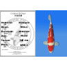 Koi Japan Nisai Kohaku Man kweker Himitsu 48 cm