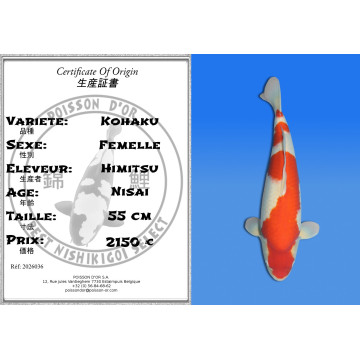 Koi Japan Nisai Kohaku Vrouw kweker Himitsu 55 cm