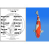 Koi Japan Nisai Kohaku Vrouw kweker Himitsu 55 cm