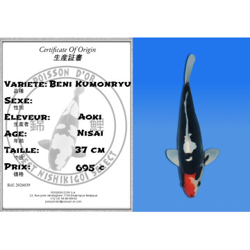 Koi Japan Nisai Beni Kumonryu kweker Aoki 37 cm
