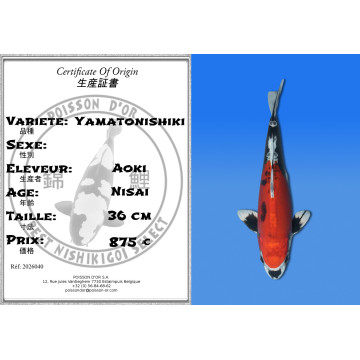 Koi Japan Nisai Yamatonishiki kweker Aoki 36 cm
