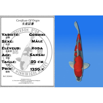 Koi Japan Sansai Goshiki Man kweker Koda 50 cm