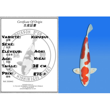 Koi Japan Nisai Kikusui kweker Aoki 38 cm