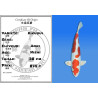 Koi Japan Nisai Kikusui kweker Aoki 38 cm