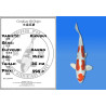 Koi Japan Nisai Kikusui kweker Kanno 35 cm