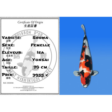 Koi Japan Yonsai Showa Vrouw kweker Isa 70 cm