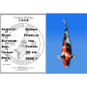 Koi Japan Yonsai Showa Vrouw kweker Isa 70 cm