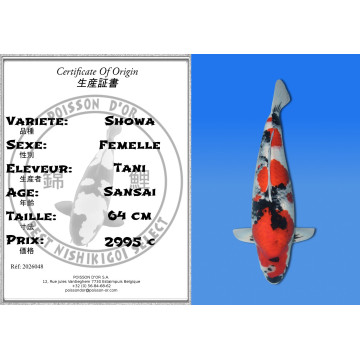 Koi Japan Sansai Showa Vrouw kweker Tani 64 cm