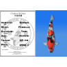 Koi Japan Sansai Showa Vrouw kweker Tani 64 cm