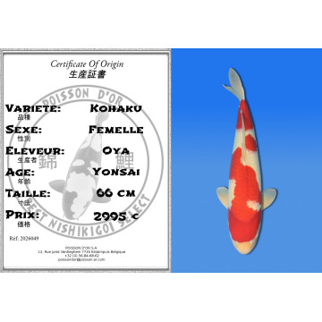 Koi Japan Yonsai Kohaku Vrouw kweker Oya 66 cm