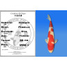 Koi Japan Yonsai Kohaku Vrouw kweker Oya 66 cm