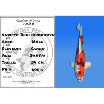 Koi Japan Sansai Beni Kikokuryu Man kweker Kano 54 cm