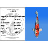 Koi Japan Sansai Beni Kikokuryu Man kweker Kano 54 cm