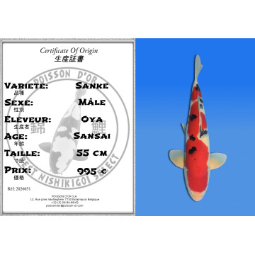 Koi Japan Sansai Sanke Man kweker Oya 55 cm