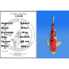 Koi Japan Sansai Sanke Man kweker Oya 55 cm