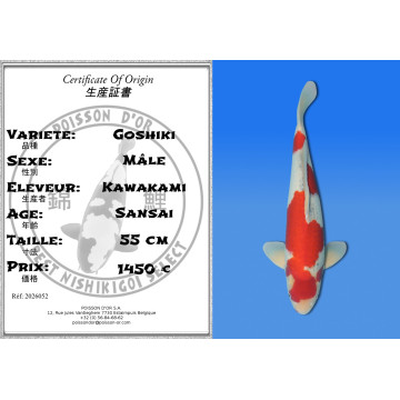 Koi Japan Sansai Goshiki Man kweker Kawakami 55 cm