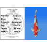 Koi Japan Sansai Goshiki Man kweker Kawakami 55 cm