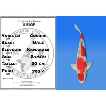 Koi Japan Sansai Goshiki Man kweker Kawakami 50 cm