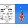 Koi Japan Sansai Goshiki Man kweker Kawakami 50 cm