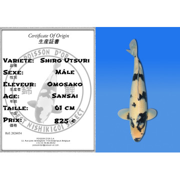 Koi Japan Sansai Shiro Utsuri Man kweker Omosako 61 cm