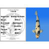 Koi Japan Sansai Shiro Utsuri Man kweker Omosako 61 cm
