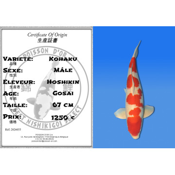 Koi Japan Gosai Kohaku Man kweker Hoshikin 67 cm
