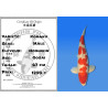 Koi Japan Gosai Kohaku Man kweker Hoshikin 67 cm