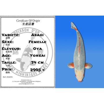 Koi Japan Yonsai Asagi Vrouw kweker Oya 74 cm