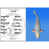 Koi Japan Yonsai Asagi Vrouw kweker Oya 74 cm