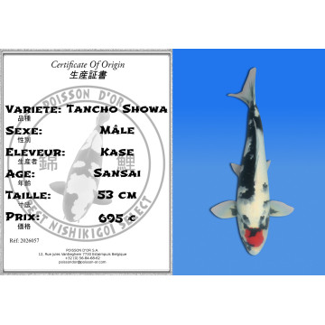 Koi Japan Sansai Tancho Showa Man kweker Kase 53 cm