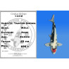 Koi Japan Sansai Tancho Showa Man kweker Kase 53 cm