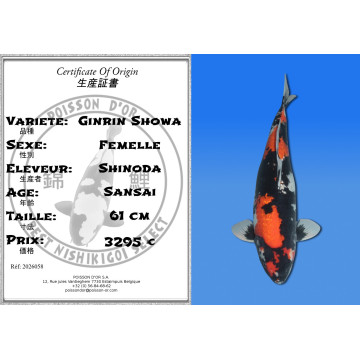 Koi Japan Sansai Ginrin Showa Vrouw kweker Shinoda 61 cm