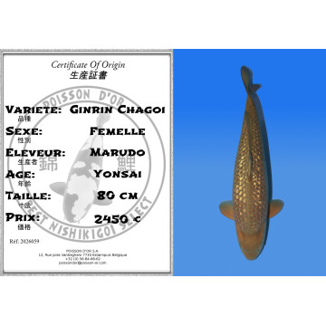 Koi Japan Yonsai Ginrin Chagoi Vrouw kweker Marudo 80 cm