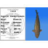 Koi Japan Yonsai Ginrin Chagoi Vrouw kweker Marudo 80 cm