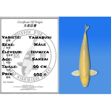 Koi Japan Sansai Yamabuki Man kweker Izumiya 66 cm