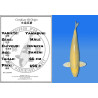 Koi Japan Sansai Yamabuki Man kweker Izumiya 66 cm