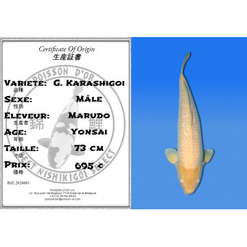 Koi Japan Yonsai G. Karashigoi Man kweker Marudo 73 cm