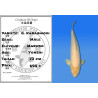 Koi Japan Yonsai G. Karashigoi Man kweker Marudo 73 cm