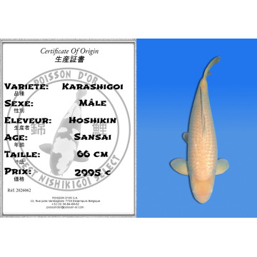 Koi Japan Sansai Karashigoi Man kweker Hoshikin 66 cm