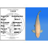 Koi Japan Sansai Karashigoi Man kweker Hoshikin 66 cm