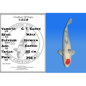 Koi Japan Sansai G. T. Sanke Man kweker Izumiya 55 cm