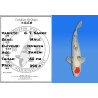 Koi Japan Sansai G. T. Sanke Man kweker Izumiya 55 cm