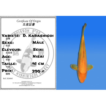 Koi Japan Nisai D. Karashigoi Man kweker Seiki 41 cm