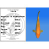 Koi Japan Nisai D. Karashigoi Man kweker Seiki 41 cm