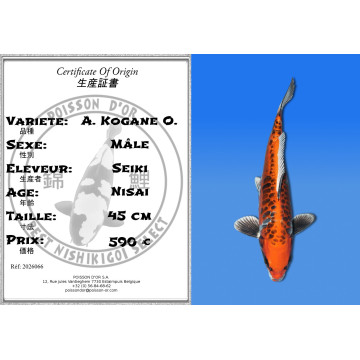Koi Japan Nisai A. Kogane O. Man kweker Seiki 45 cm