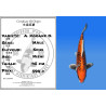 Koi Japan Nisai A. Kogane O. Man kweker Seiki 45 cm