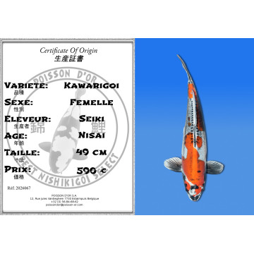 Koi Japan Nisai Kawarigoi Vrouw kweker Seiki 49 cm