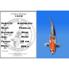 Koi Japan Nisai Kawarigoi Vrouw kweker Seiki 49 cm